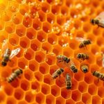 Propolis – właściwości zdrowotne i zastosowanie w medycynie naturalnej
