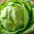 Kapusta włoska – zdrowotne korzyści i wartości odżywcze