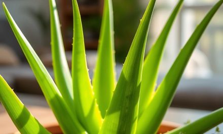Aloes – właściwości, zastosowania i przeciwwskazania w zdrowiu